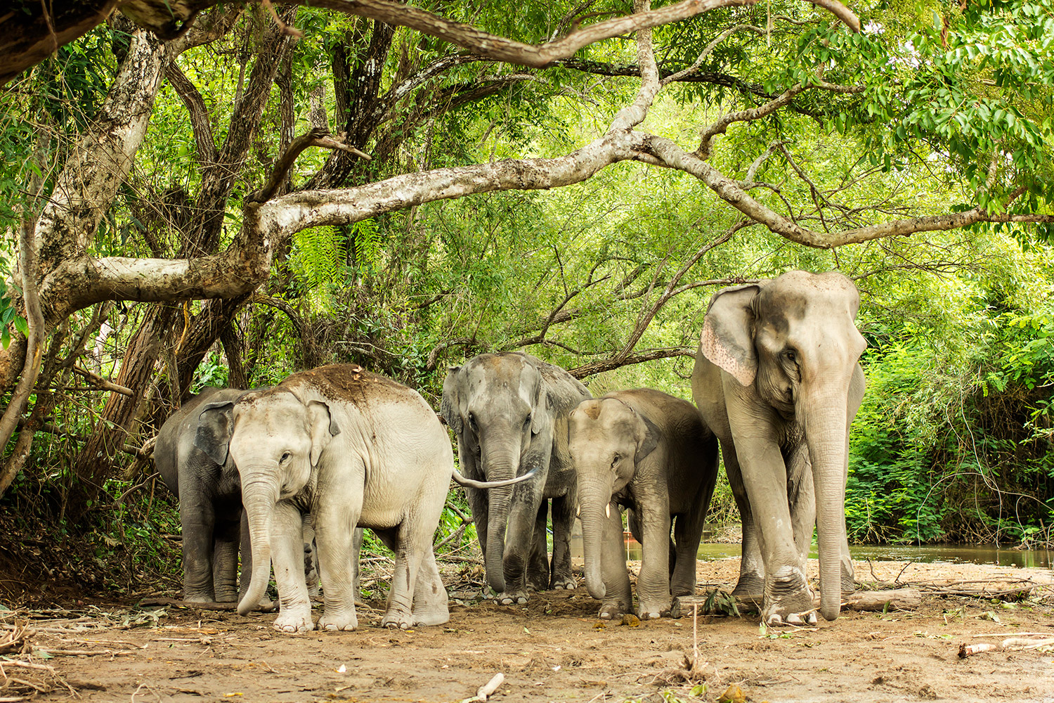 elephant jungle sanctuary
