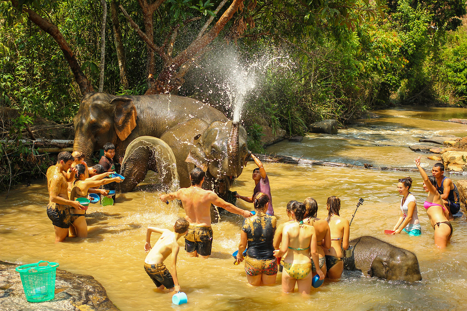 elephant jungle sanctuary