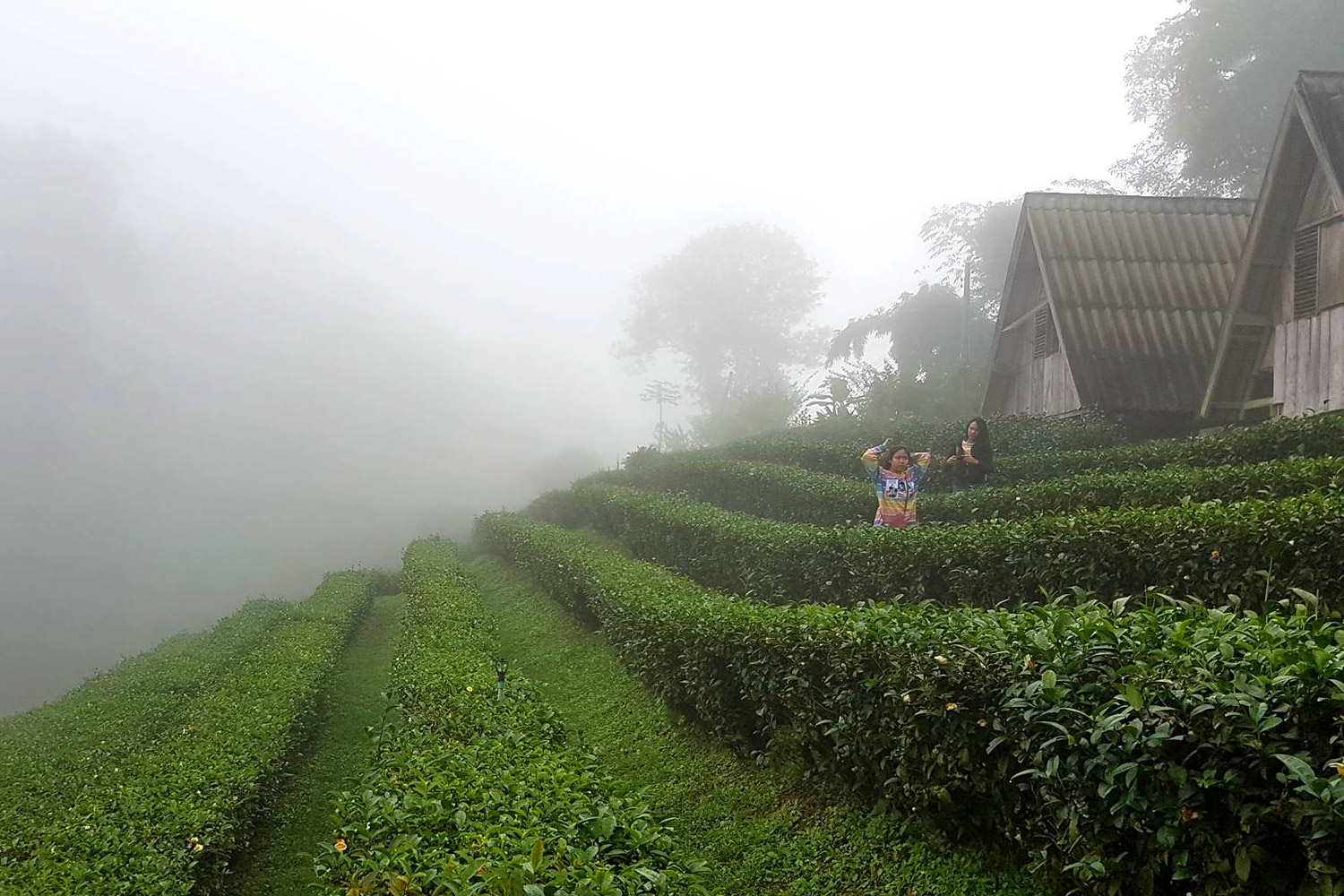 Lung-Dech-Tea-Farm