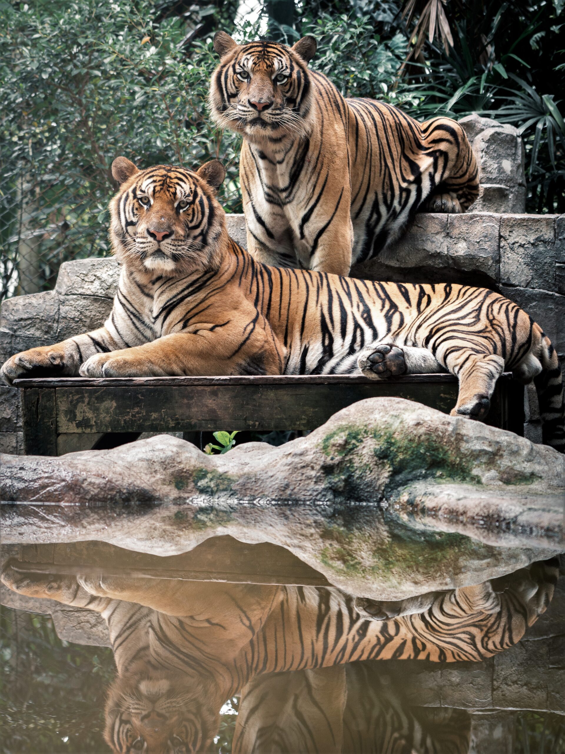 tiger kingdom