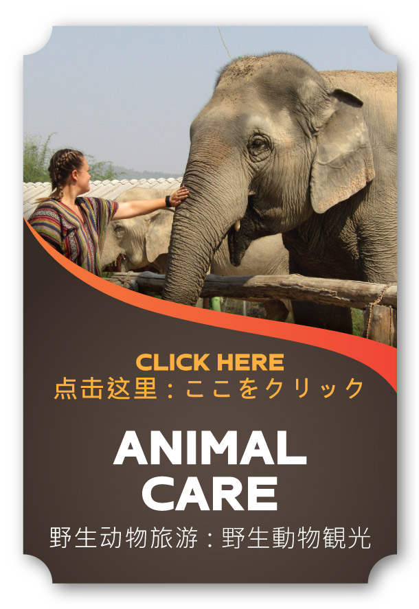 animal-care
