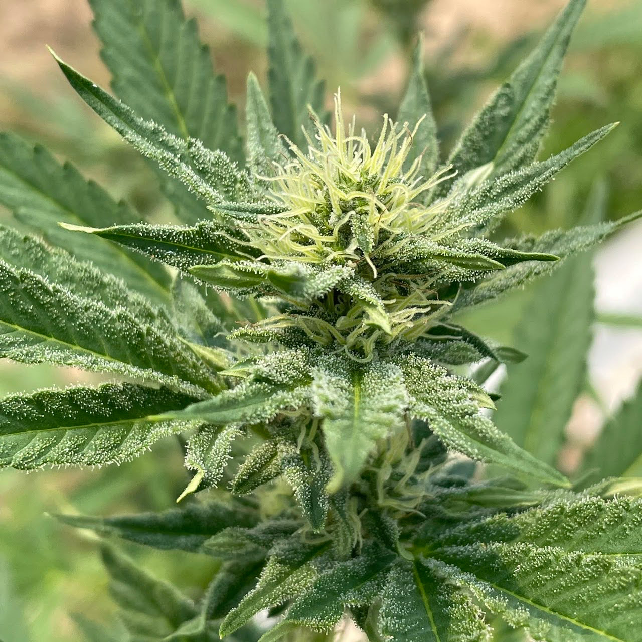 the spot cannabis dispensary